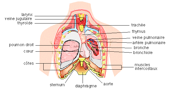 Corps humain organes tissus organe tissu tissulaire